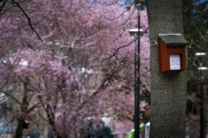 Caja-nido en un árbol del Parc Central con flores de fondo