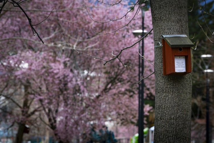 Caja-nido en un árbol del Parc Central con flores de fondo