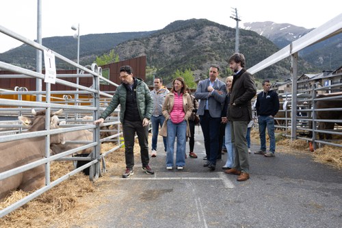 Visitants observant vaques a la Fira del Bestiar d'Ordino