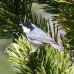 Un ocell forestal a les Pardines entre les branques d'un arbre